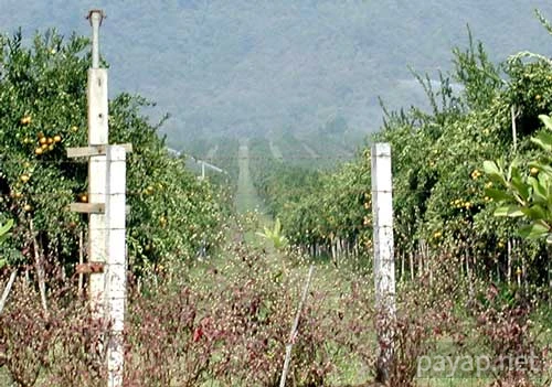 チエンライの写真 2002年