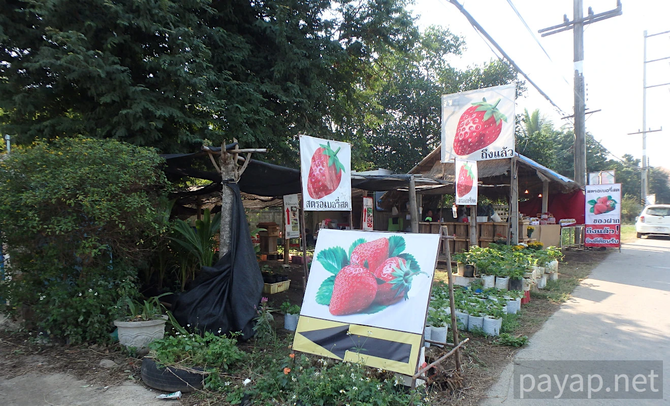 chiangkonからthoengへ