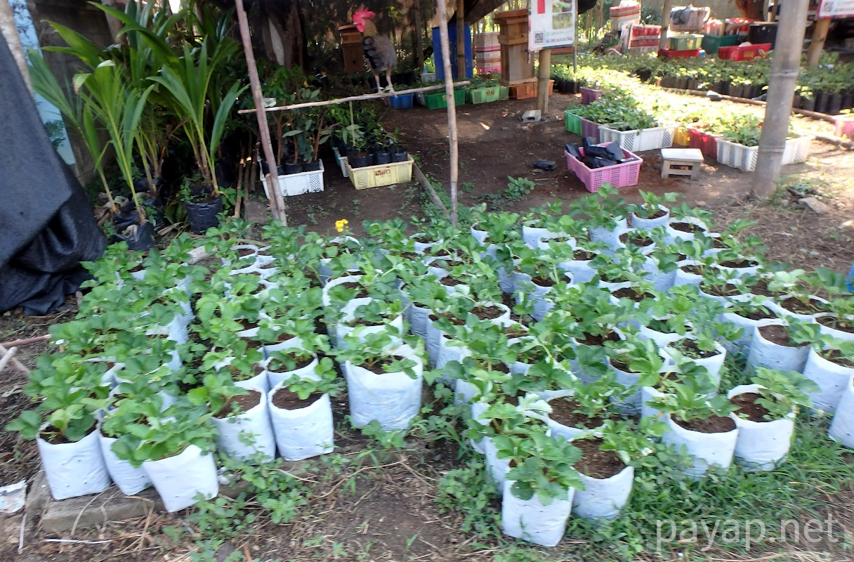 chiangkonからthoengへ