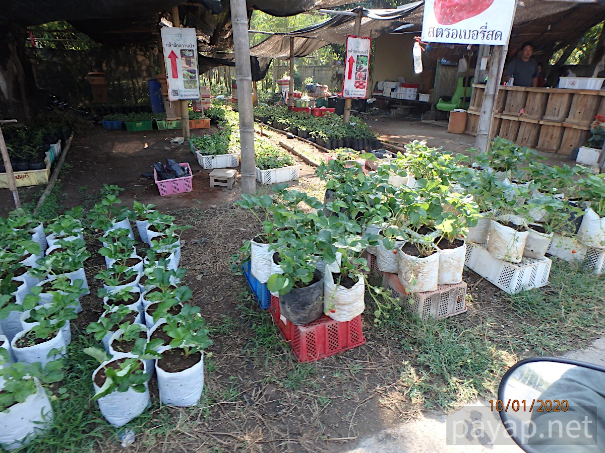 chiangkonからthoengへ