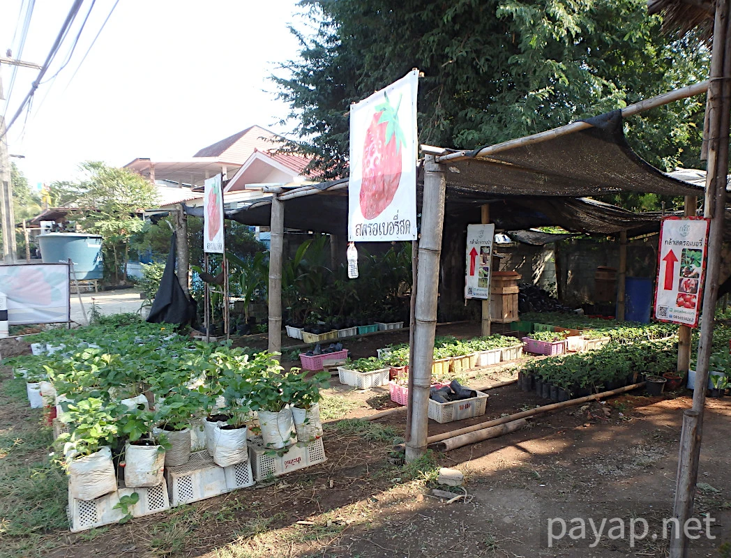 chiangkonからthoengへ