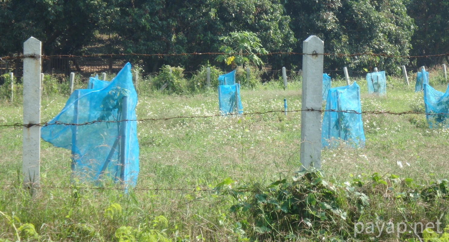 chiangkonからthoengへ