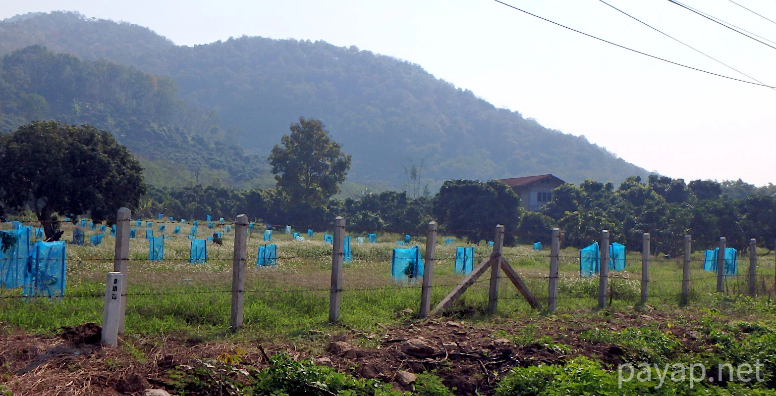 chiangkonからthoengへ