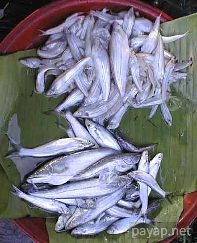 チエンコーンの市場、川魚 チエンコーンの市場、川魚