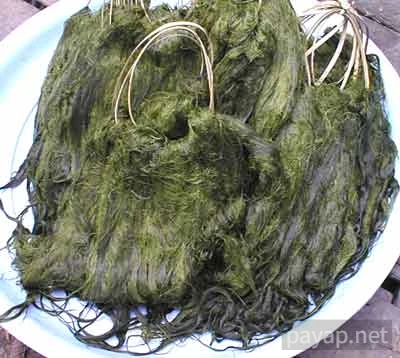 メーコンの川海苔 メーコンの川海苔