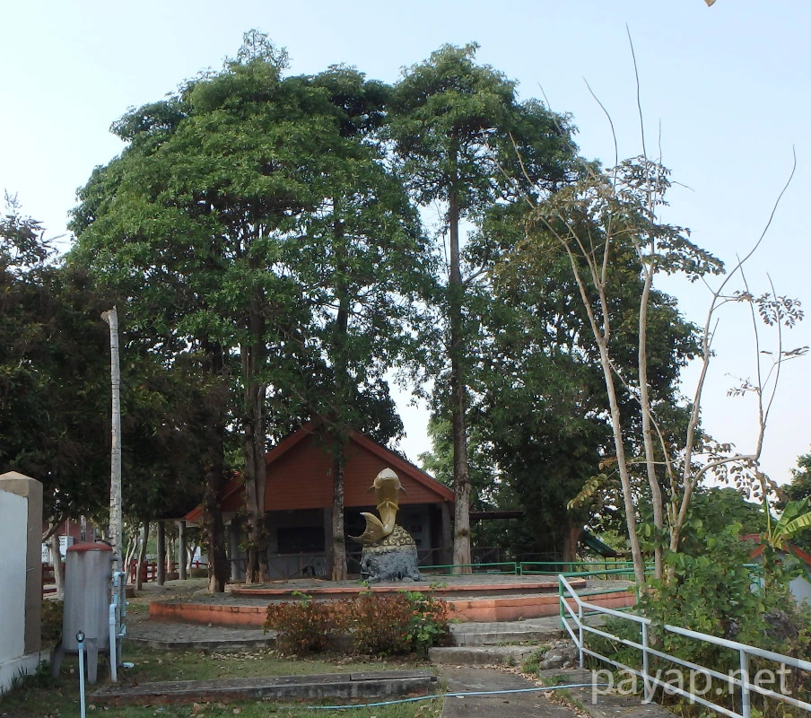 CATFISH AND FRESHFISH MUSEUM,พิพิธภัณฑ์ปลาบึกและปลาน้ำจืด