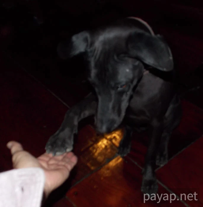 ゲストハウス,チエンコーン