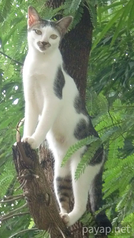 Papaya Village(パパイヤ・ヴィレッジ),チエンコーン