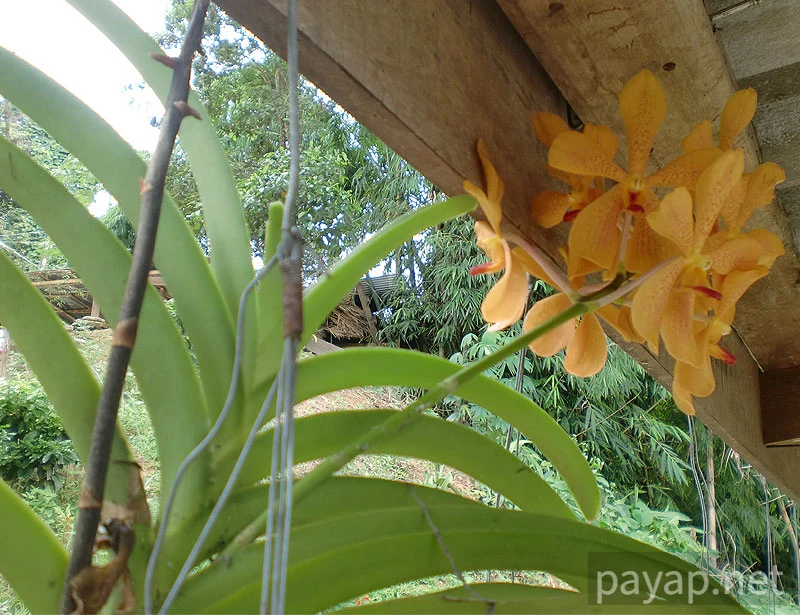 Papaya Village(パパイヤ・ヴィレッジ),チエンコーン