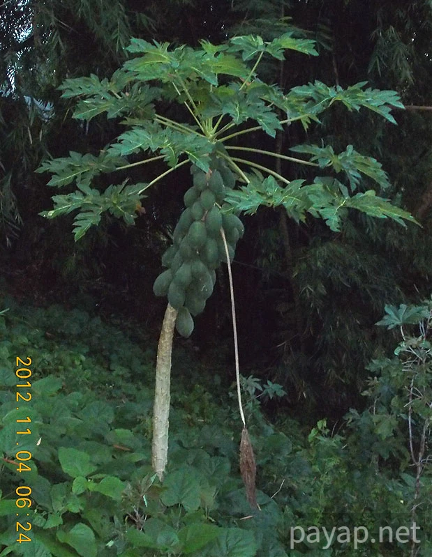 Papaya Village(パパイヤ・ヴィレッジ),チエンコーン