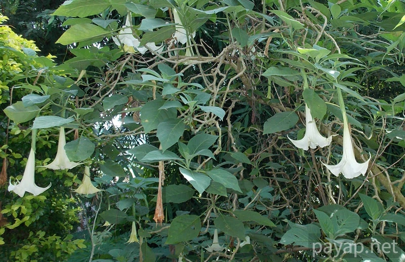 Papaya Village(パパイヤ・ヴィレッジ),チエンコーン