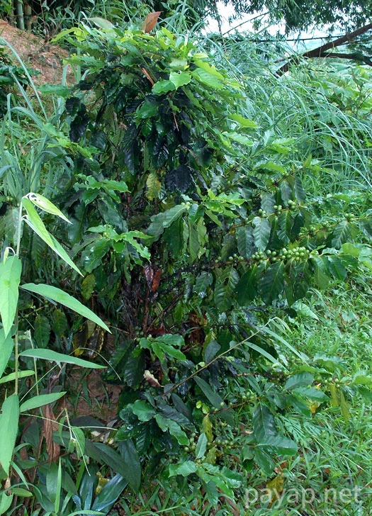 Papaya Village(パパイヤ・ヴィレッジ),チエンコーン