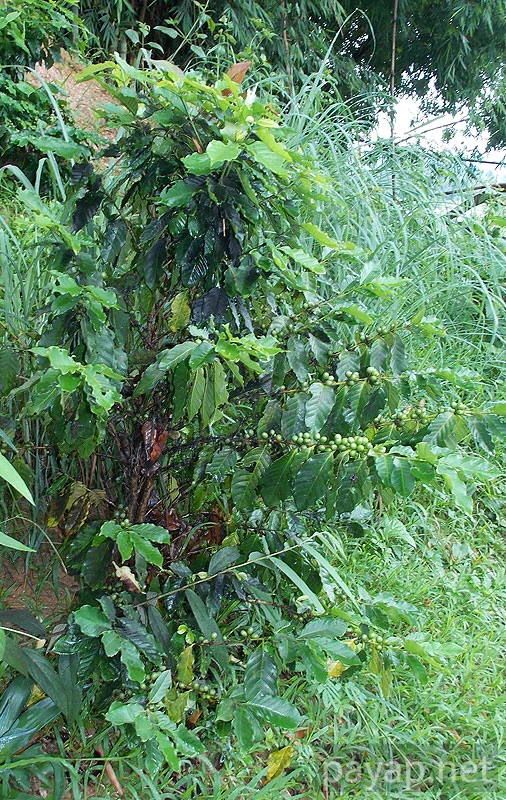 Papaya Village(パパイヤ・ヴィレッジ),チエンコーン