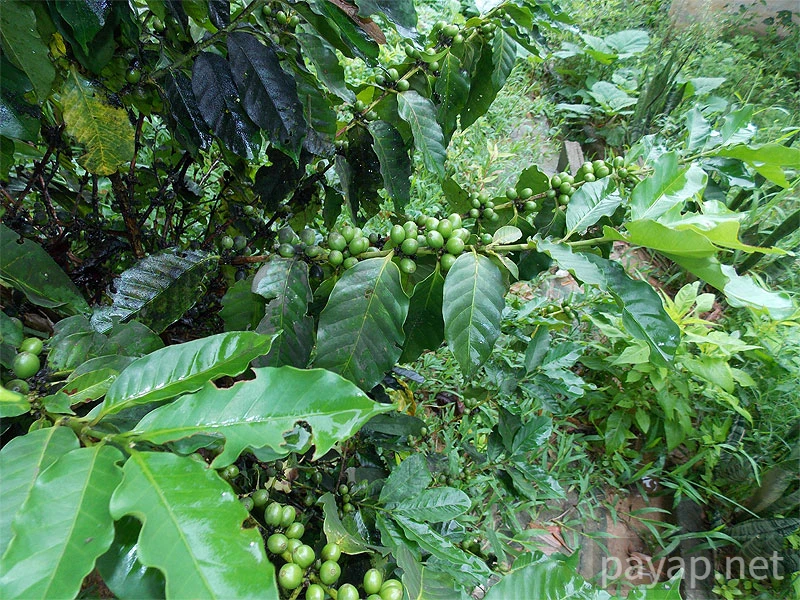 Papaya Village(パパイヤ・ヴィレッジ),チエンコーン