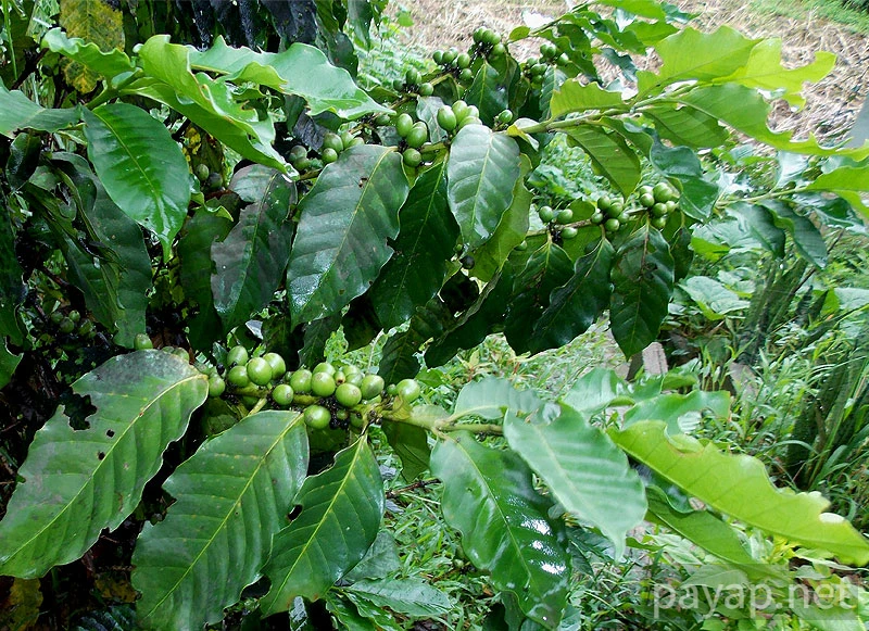 Papaya Village(パパイヤ・ヴィレッジ),チエンコーン