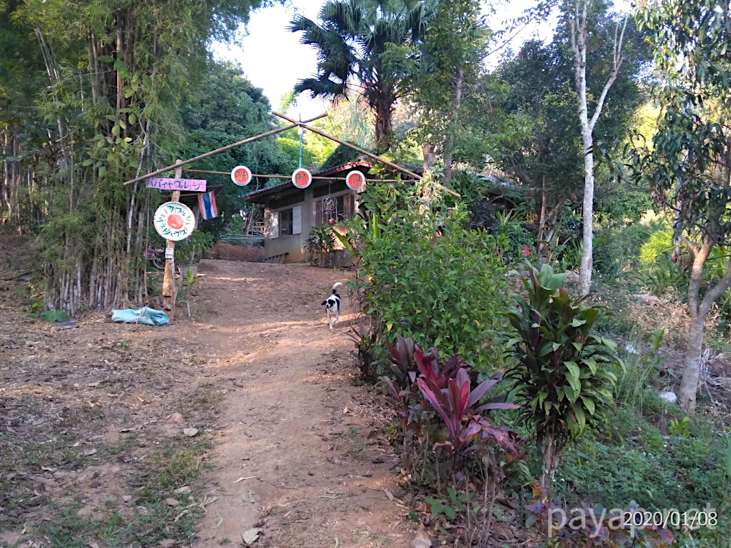 Papaya Village(パパイヤ・ヴィレッジ),チエンコーン