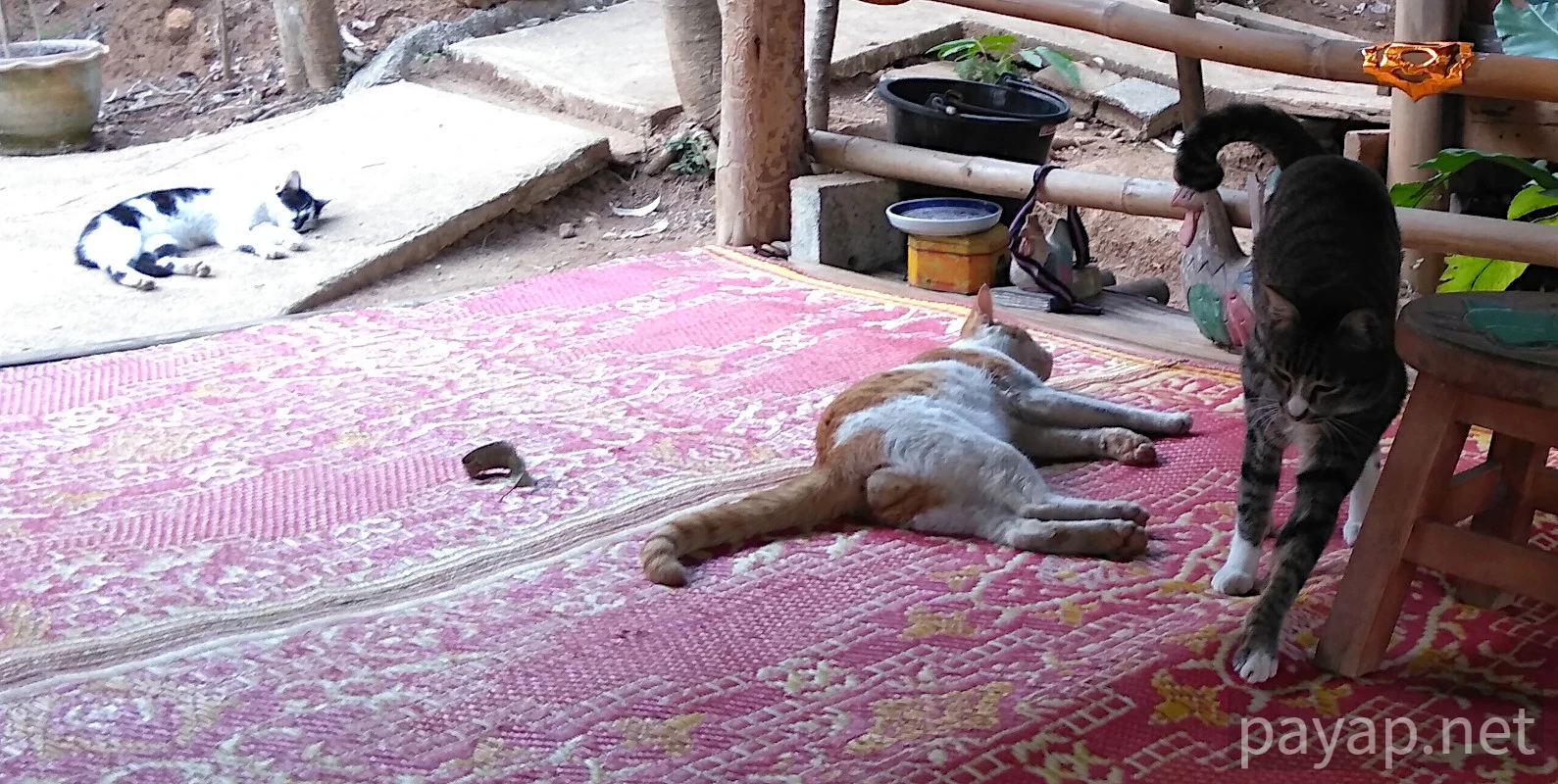 Papaya Village(パパイヤ・ヴィレッジ),チエンコーン