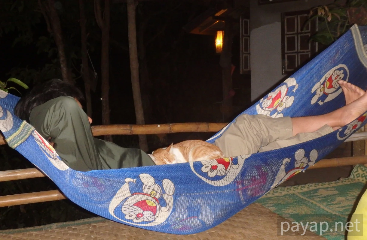 Papaya Village(パパイヤ・ヴィレッジ),チエンコーン