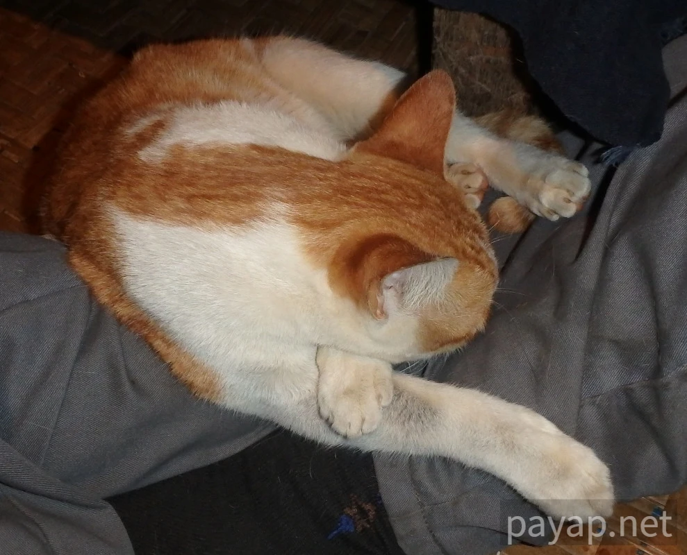 Papaya Village(パパイヤ・ヴィレッジ),チエンコーン