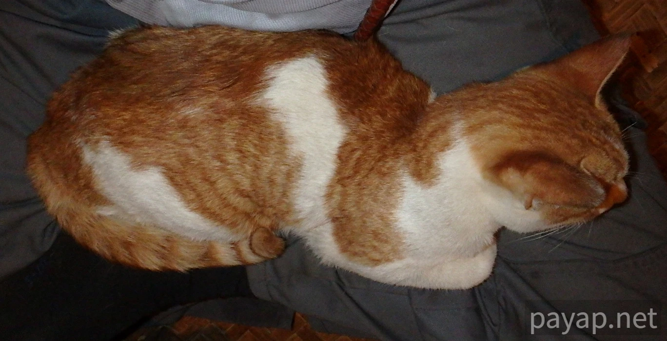 Papaya Village(パパイヤ・ヴィレッジ),チエンコーン