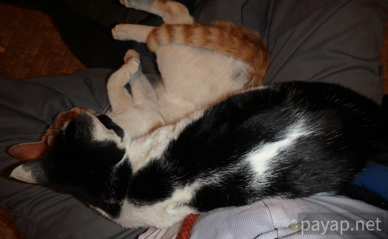 Papaya Village(パパイヤ・ヴィレッジ),チエンコーン