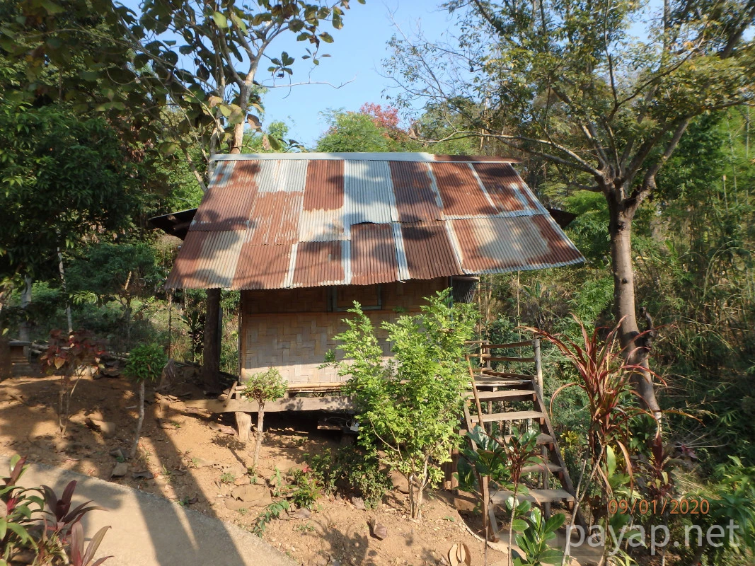 Papaya Village(パパイヤ・ヴィレッジ),チエンコーン