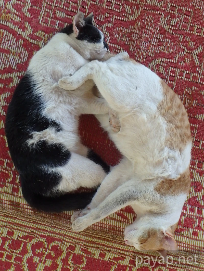 Papaya Village(パパイヤ・ヴィレッジ),チエンコーン