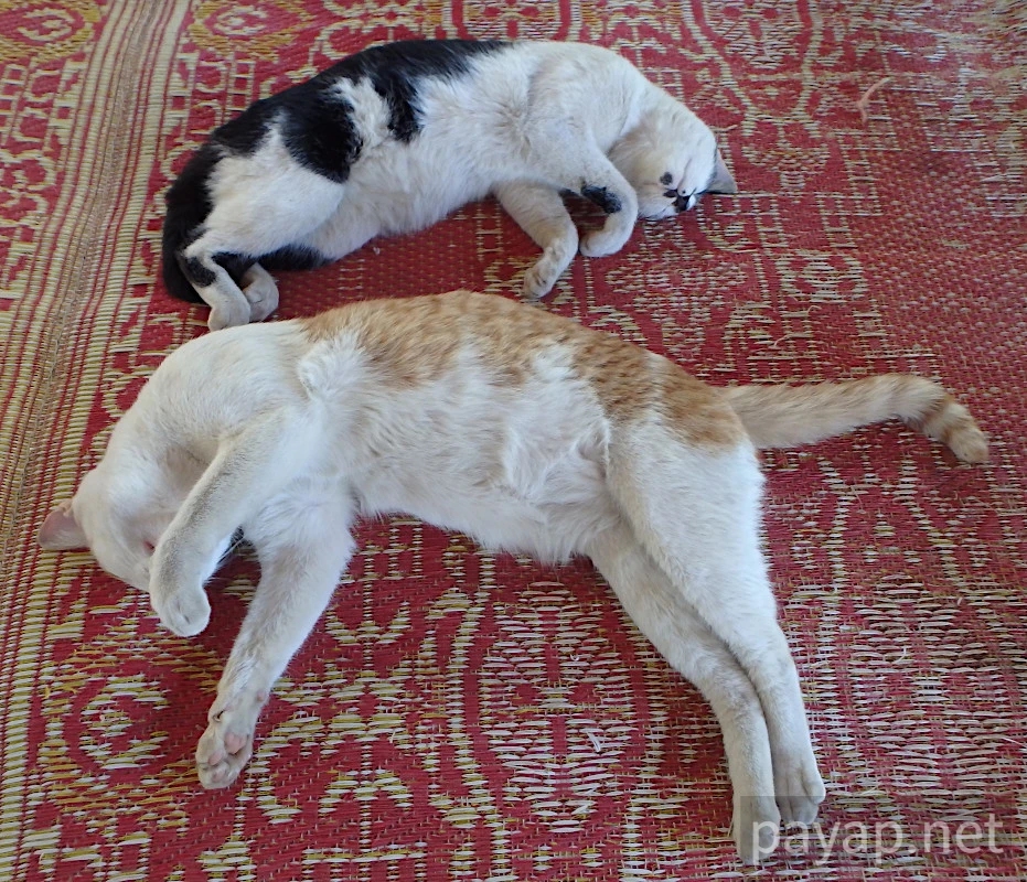 Papaya Village(パパイヤ・ヴィレッジ),チエンコーン