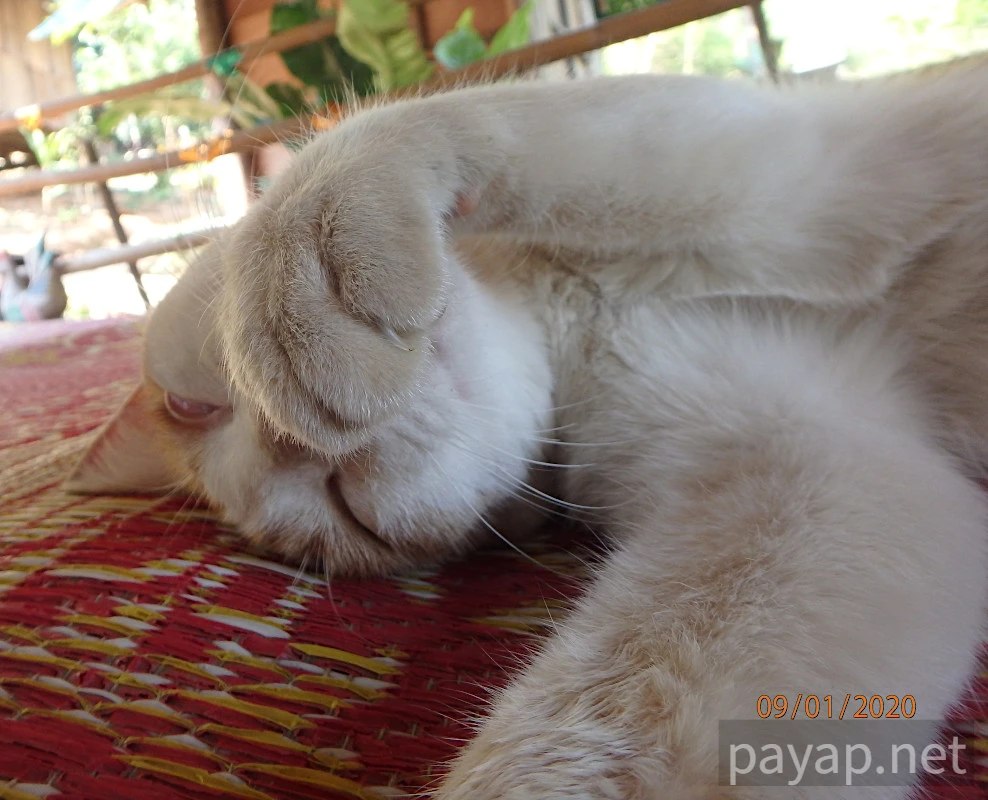 Papaya Village(パパイヤ・ヴィレッジ),チエンコーン