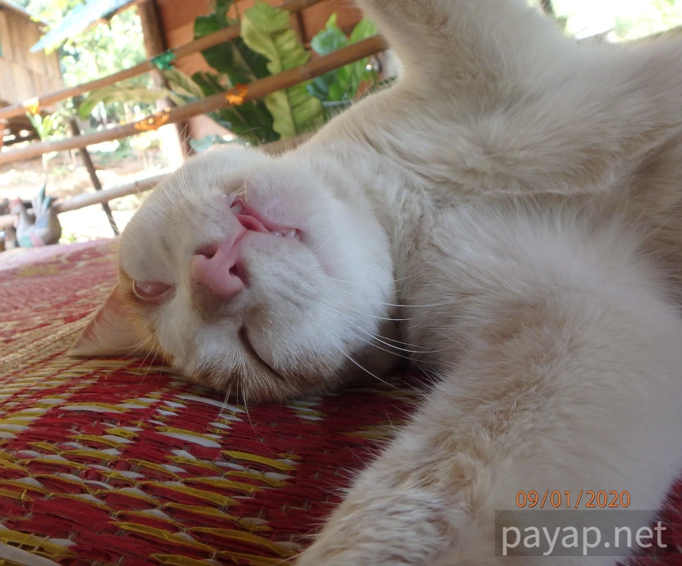 Papaya Village(パパイヤ・ヴィレッジ),チエンコーン