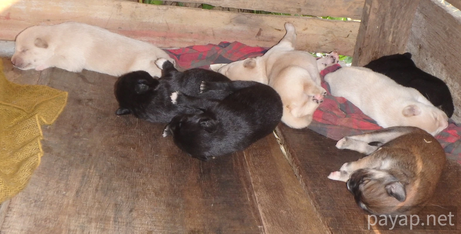 Papaya Village(パパイヤ・ヴィレッジ),チエンコーン