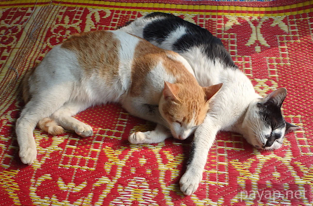 Papaya Village(パパイヤ・ヴィレッジ),チエンコーン