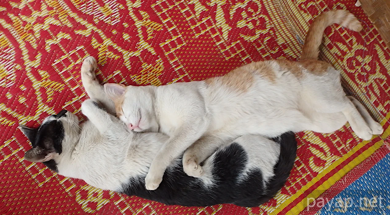 Papaya Village(パパイヤ・ヴィレッジ),チエンコーン