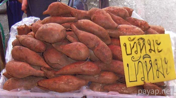 Maesai,บัวหิมะ