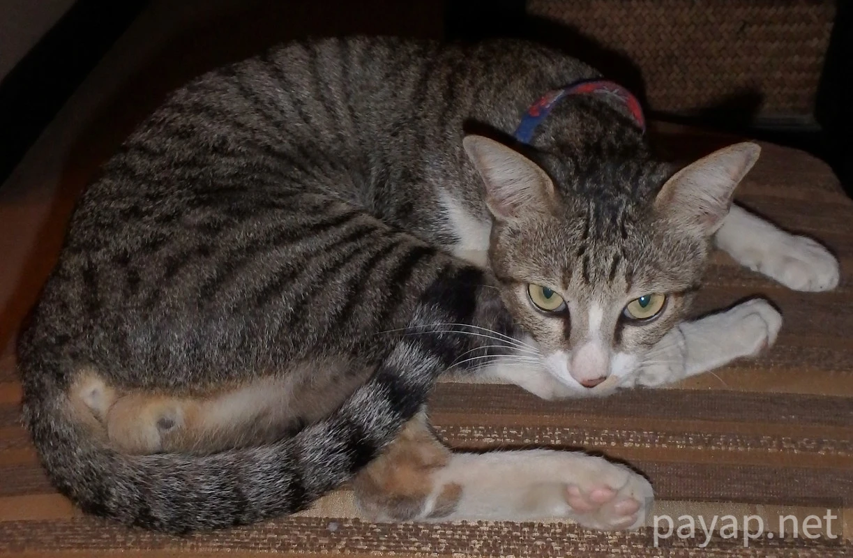 Maesai,โรงแรมบ้านกองตำ(Bankongkam House)