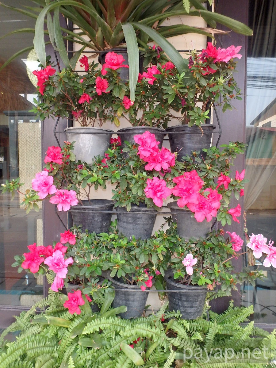 Maesai,โรงแรมบ้านกองตำ(Bankongkam House)