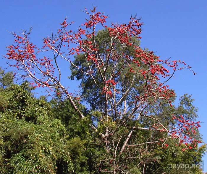 2006年1月 プチファー 2006年01月 プチファー