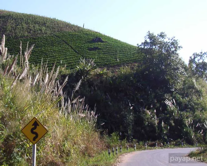 2006年1月 プチファー 2006年01月 プチファー