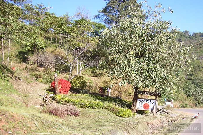 2006年1月 プチファー 2006年01月 プチファー