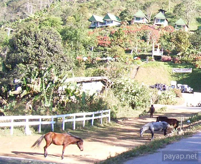 2006年1月 プチファー 2006年01月 プチファー