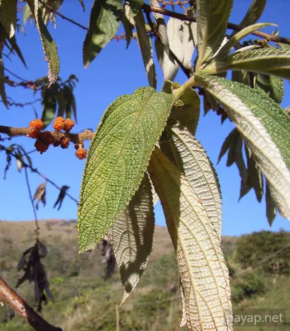 2006年01月 プチファー