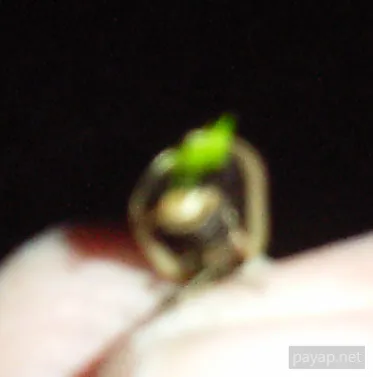 2006年01月 プチファー