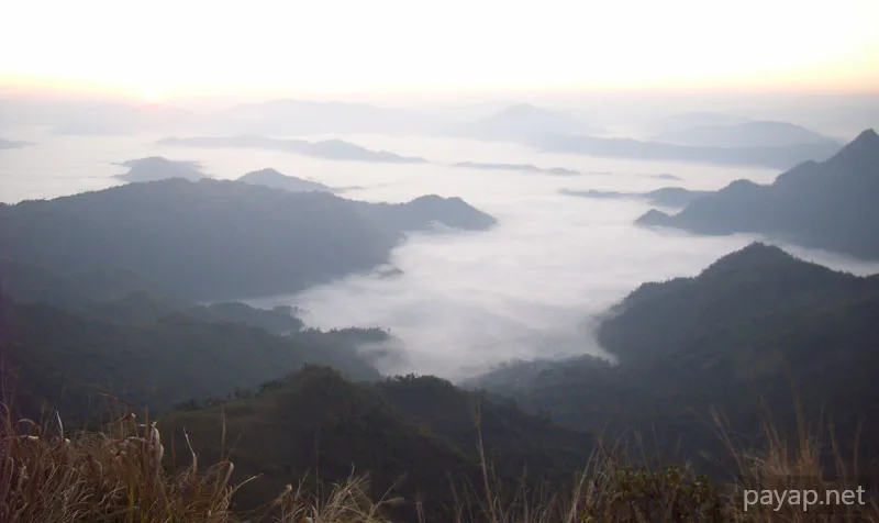 2006年01月 プチファー