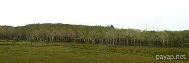 車窓から「ゴム園」