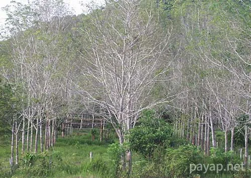 車窓から「ゴム園」